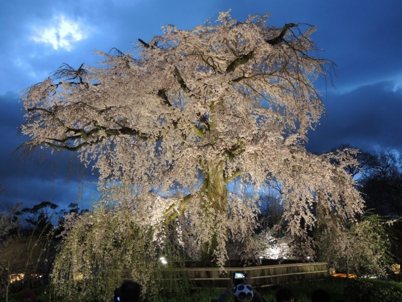 Cherry Blossoms